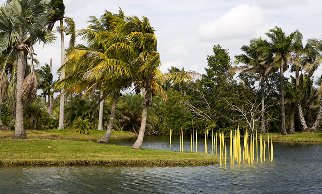 yellow reeds