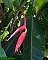 Heliconia chartacea