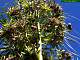 Agave angustifolia marginata