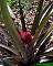 Ananas comosus x A. bracteatus Tricolor
