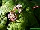 Begonia paliata