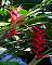 Heliconia caribaea x bihai Richmond Red