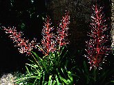 Bromeliad spikes