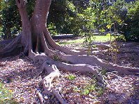 Tropical plants offer exotic shapes and structures, like the roots of this huge ficus.