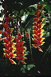 Neon-colored, sculptural inflorescences make heliconia a great favorite of Garden visitors.