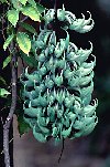 The unusual aquamarine blossoms of the jade vine
