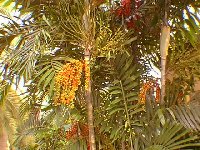 Palm inflorescences are very ornamental.