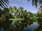 Tall palms on a grassy green island grace a lowland lake.