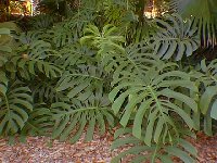 Monstera deliciosa is an epiphytic plant which can climb to 30 feet or more.