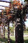 The Richard E. Danielson Vine Pergola is a display of tropical flowering vines.