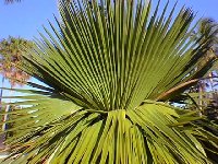 Copernicia macroglossa, commonly called petticoat palm.