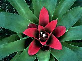 A rosette of fuchsia attracts pollinators and photographers to a terrestrial bromeliad.