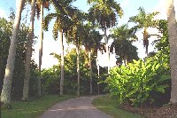 Rows of stately royal palms line the southern pathway leading to lowland gardens and natural areas.