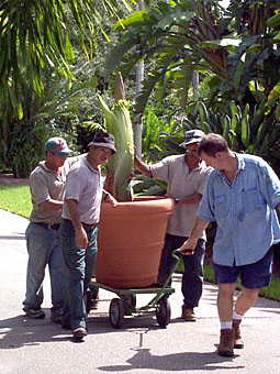 A. titanum  moves to new Garden display