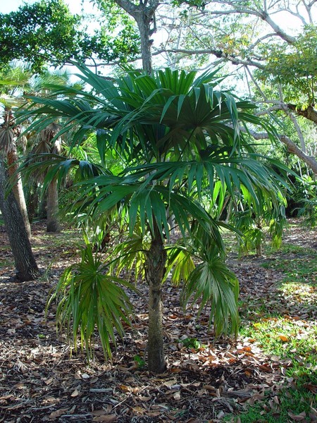 Cryosophila stauracantha