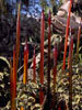 Amber Reeds, 2005, Dale Chihuly