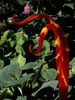 Cattail, 2005, Dale Chihuly