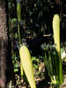 Fiddleheads, 2005, Dale Chihuly