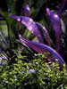 Lavendar Herons and Green Hornets, 2005, Dale Chihuly