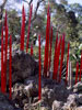 Succulent Garden Red Reeds, 2005, Dale Chihuly