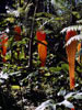 Tiger Lilies, 2005, Dale Chihuly