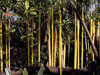 Yellow Rainforest Reeds, 2005, Dale Chihuly