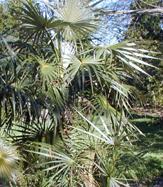 Coccothrinax argentata