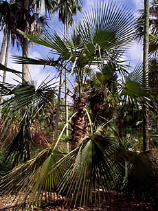 Coccothrinax spissa