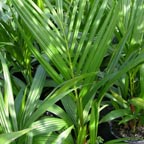Cyrtostachys renda