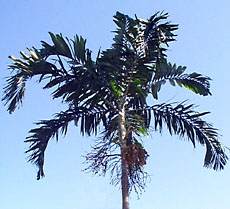 Drymophloeus subdistichus