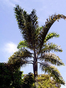Dypsis madagascariensis