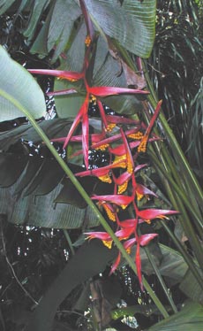 thumbnail interactive-video image 1 of Heliconia Collinsiana Live Rhizome – Dwarf Tropical Houseplant, Exotic Garden Starter 1 of 6