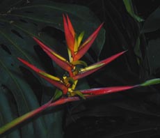 Heliconia mathiasiae