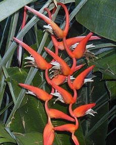 Heliconia pendula