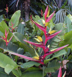 Heliconia subulata