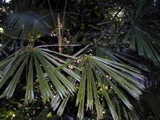 Licuala sp. 60627