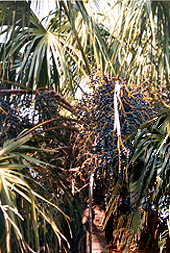 Livistona saribus