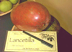 Lancetilla