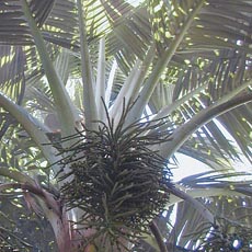 Calyptronoma occidentalis