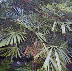 Licuala sp. (60627)