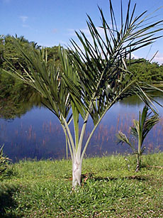 Pseudophoenix sargentii ssp. sargentii