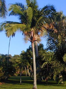 Satakentia liukiuensis