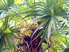 Schippia concolor