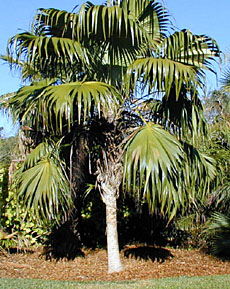 Thrinax excelsa