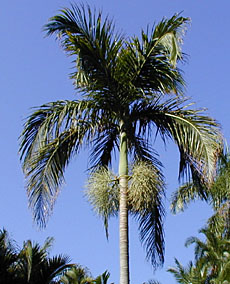 Bentinckia nicobarica
