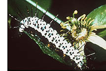 Zebra Longwing caterpillar (photo courtesy of Everglades National Park)