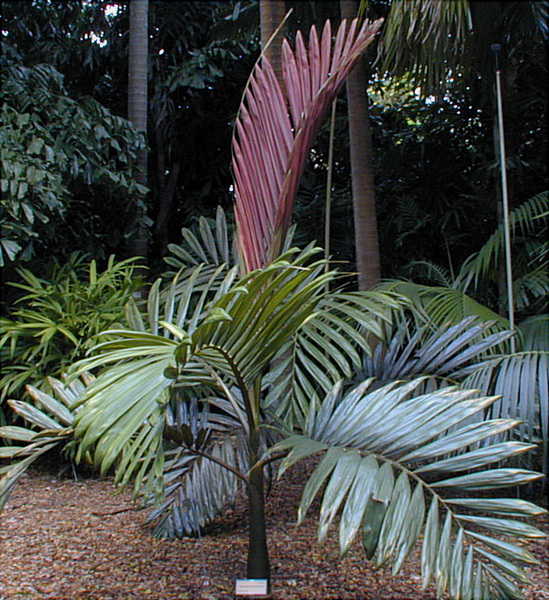 Chambeyronia macrocarpa