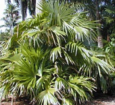 Chelyocarpus churo