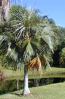 Coccothrinax proctorii