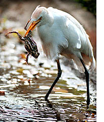 Egret feeding (photo Mike Stocker, courtesy The Miami Herald)